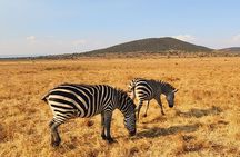 Day Trip Private Safari in Akagera Park with hotel pickup