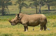 Day Trip Private Safari in Akagera Park with hotel pickup