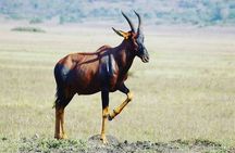 2 Day Private Safari in Akagera Park with hotel pickup