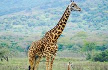 2 Day Private Safari in Akagera Park with hotel pickup