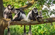 3 Day Nyungwe Canopy Walk or Waterfall, King's Palace & Lake Kivu