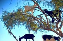 From Taghazout: Desert Quad + goats in the trees