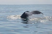Whale Watching in Saint Andrews (NB) with Private Van Tour