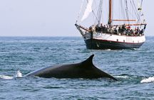 Whale Watching in Saint Andrews (NB) with Private Van Tour
