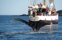 Whale Watching in Saint Andrews (NB) with Private Van Tour