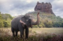 Sigiriya and Dambulla Cave Temple Private Day Trip From Bentota