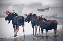 Winter Wildlife Safari in Yellowstone National Park