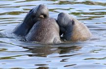 New Smyrna Mangrove Paddle & Mimosa Tour