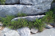 Natural History Guided Tour Cave & Nature of Petralona Halkidiki