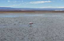 Red Stones, Altiplanic Lagoons and the Atacama Salt Flat