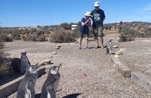 Shore Tour : Punta Tombo Essential Back To Ship Guarantee