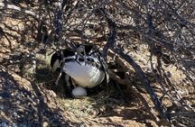 Shore Tour : Punta Tombo Essential Back To Ship Guarantee