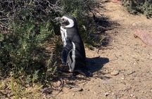 Shore Tour : Punta Tombo Essential Back To Ship Guarantee