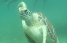  Private VW Beetle Tour Swim with Turtles, Visit Tulum Ruins&Town