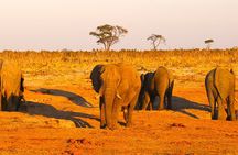 Full-Day Trip from Victoria Falls to Hwange National Park