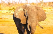 Full-Day Trip from Victoria Falls to Hwange National Park