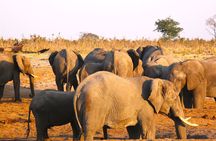 Full-Day Trip from Victoria Falls to Hwange National Park