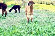 Tour of the Alpacas and the pigs of Cinta Senese in Montepulciano