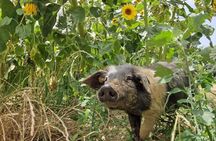 Tour of the Alpacas and the pigs of Cinta Senese in Montepulciano