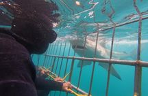 Shark Cage Diving Tour from Cape Town
