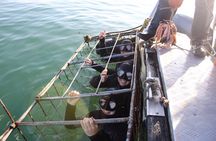 Shark Cage Diving Tour from Cape Town
