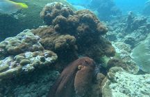 Phuket: Stunning Night Dive from the shore