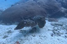 Phuket: Stunning Night Dive from the shore