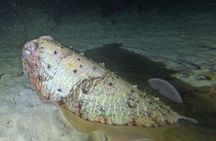 Phuket: Stunning Night Dive from the shore