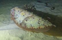 Phuket: Stunning Night Dive from the shore