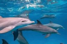 Mauritius: Swimming with Wild Dolphins & Whale Watching 