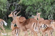 Full-Day Schotia Game Reserve & Giraffe Walk (Open 4x4 Vehicle)