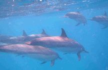 Mauritius Dolphin Swim & Whale Tour | Shared Speed Boat