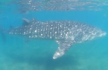 Swim with Whale Sharks #1 MUST DO IN LA PAZ 