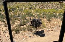 Aquila Big 5 Safari and Wine Tasting Day Tour – From Cape Town