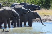 2-Day Safari trip to Hwange National Park from Victoria Falls