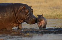 2-Day Safari trip to Hwange National Park from Victoria Falls