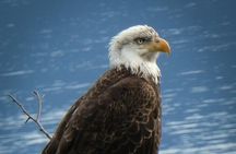 4 hours Haines Chilkoot Wilderness and Wildlife Tour