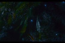 See Auckland's Secret Glow Worms