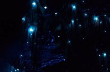 See Auckland's Secret Glow Worms
