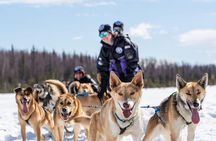 Sled Dog Ride and Scenic Drive from Anchorage