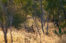 Blue Mountains Wild Kangaroos & Sunset from Sydney - Late Start