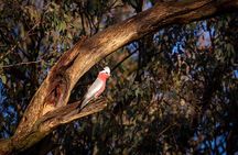 Intimate Blue Mountains Wild Kangaroos & Sunset for Nature Lovers