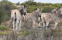 Safari Game Drive - Yzerfontein