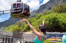 Top 10 Super Tour: Table Mountain, Penguins & Cape of Good Hope Small Group Trip