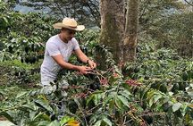 Guided full-day Materuni Waterfall, Coffee-Chemka Hotsprings Tour
