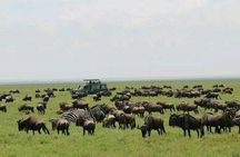 Luxury Arusha Safari: Giraffes, Lakes, canoeing & Mt. Meru Views
