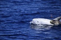 Cetacean Watching Tour