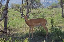 2 Day Akagera National Park with Boat Ride on Lake Lhema