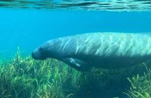 Silver Springs: Clear Kayaking Wildlife Tour