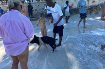  Rose Island Swimming Pigs 